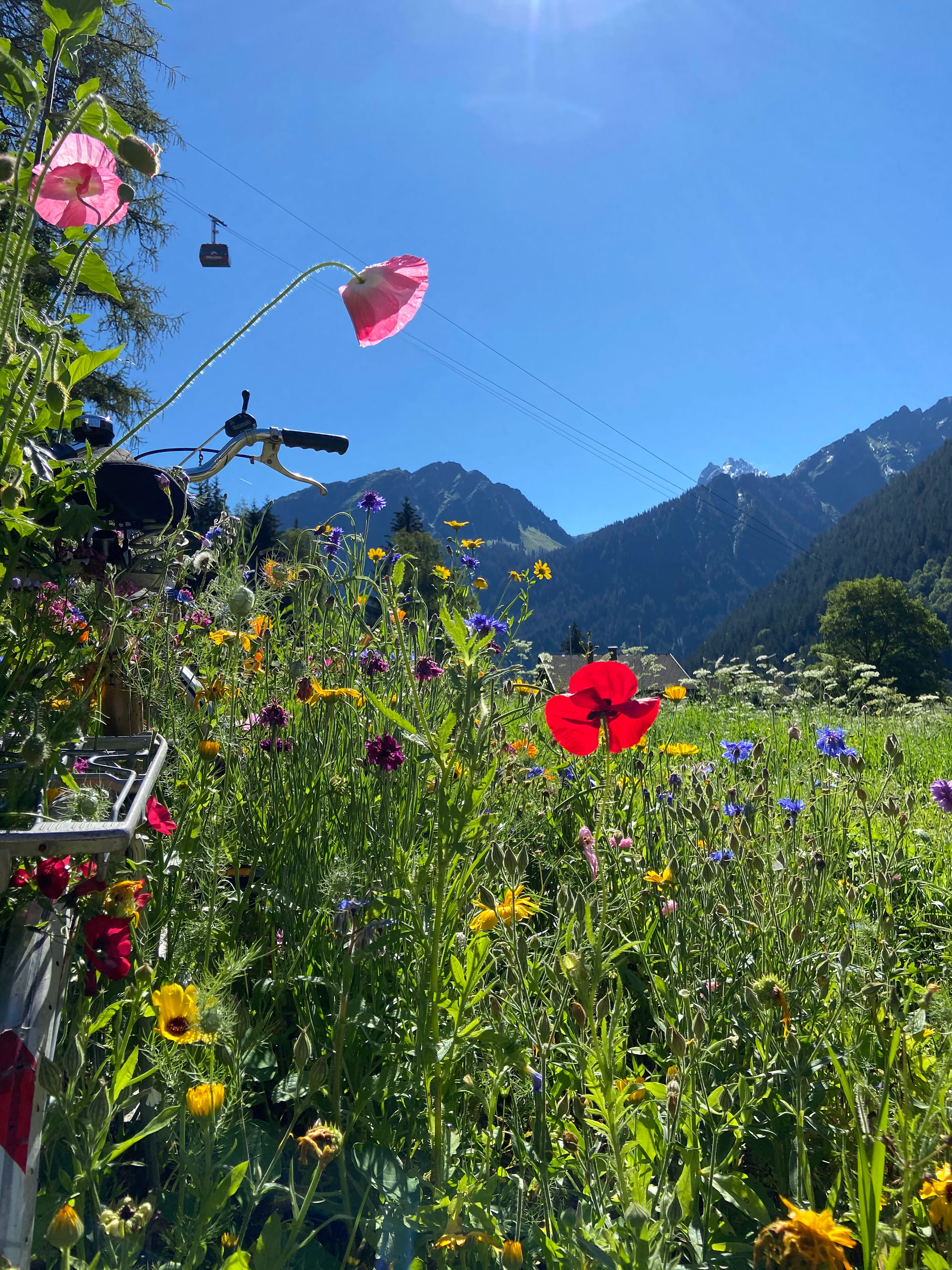 Blumenwiese mit bunten Blumen